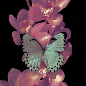 Meet your Posher, Pamela